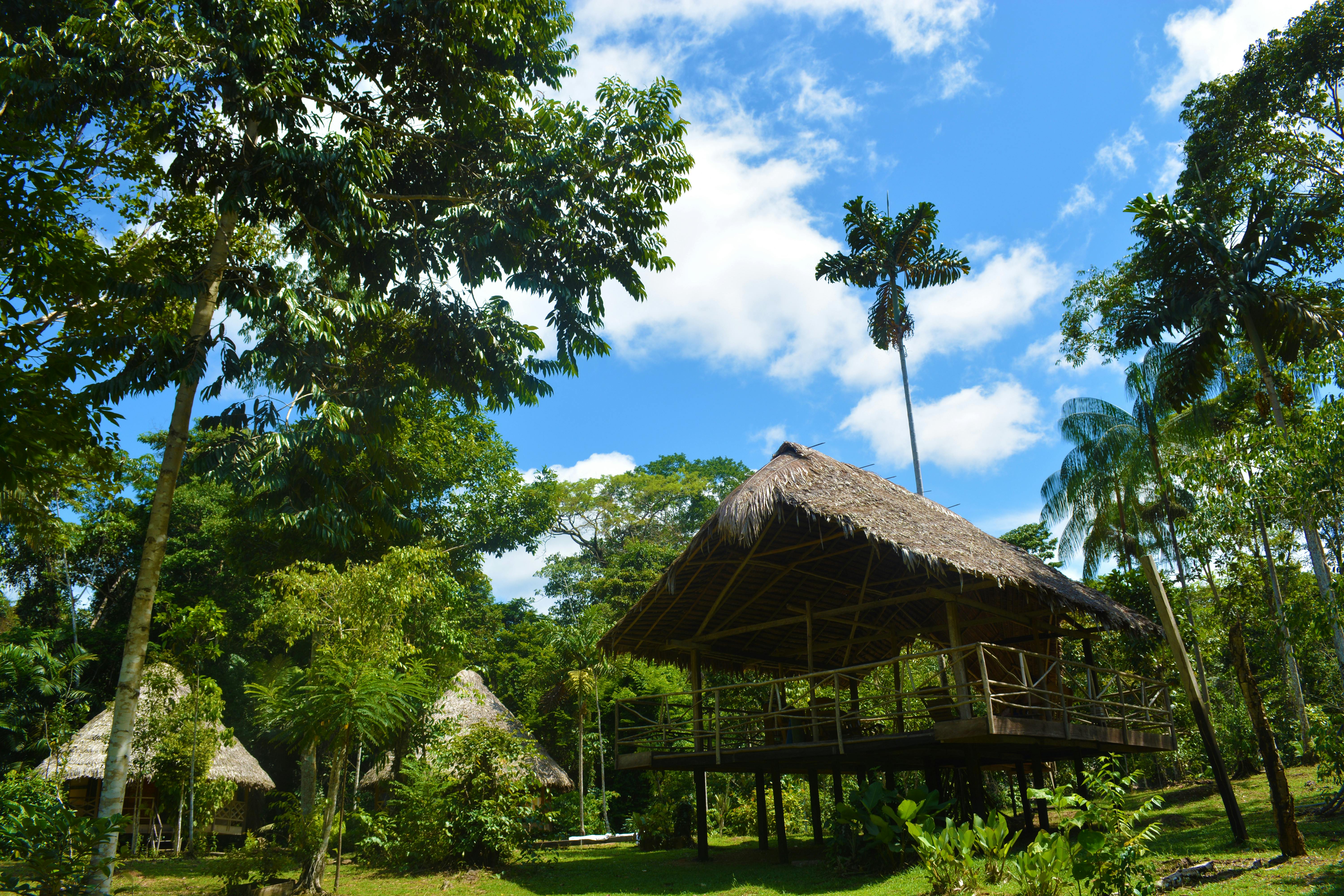 Free stock photo of Amazon Jungle, amazon rainforest, ayahuasca