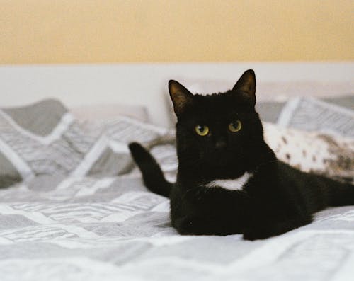 Black Cat on a Bed
