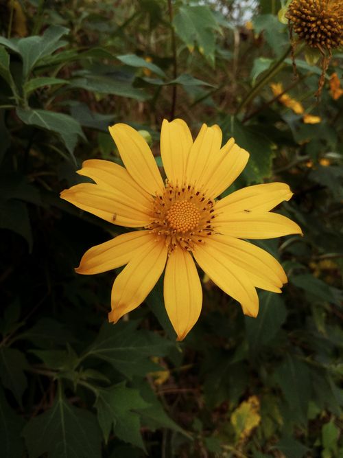 Free Detailed close-up of a vibrant yellow Mexican sunflower (Tithonia) in full bloom outdoors. Stock Photo