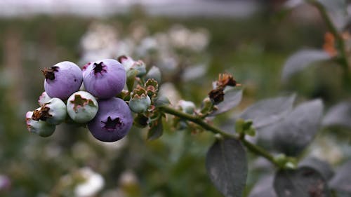 Gratis stockfoto met blauwe bessen, detailopname, eten