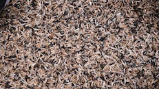 Brown Dried Leaves on Ground