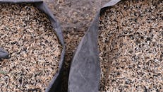 Batches of Dry Plant Seeds