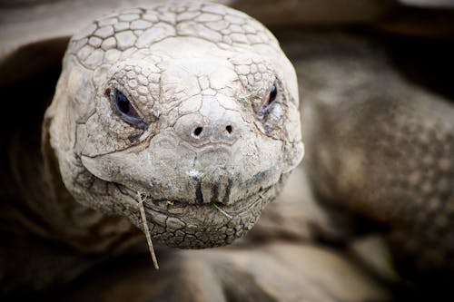 Close-Up Shot of a Turtle