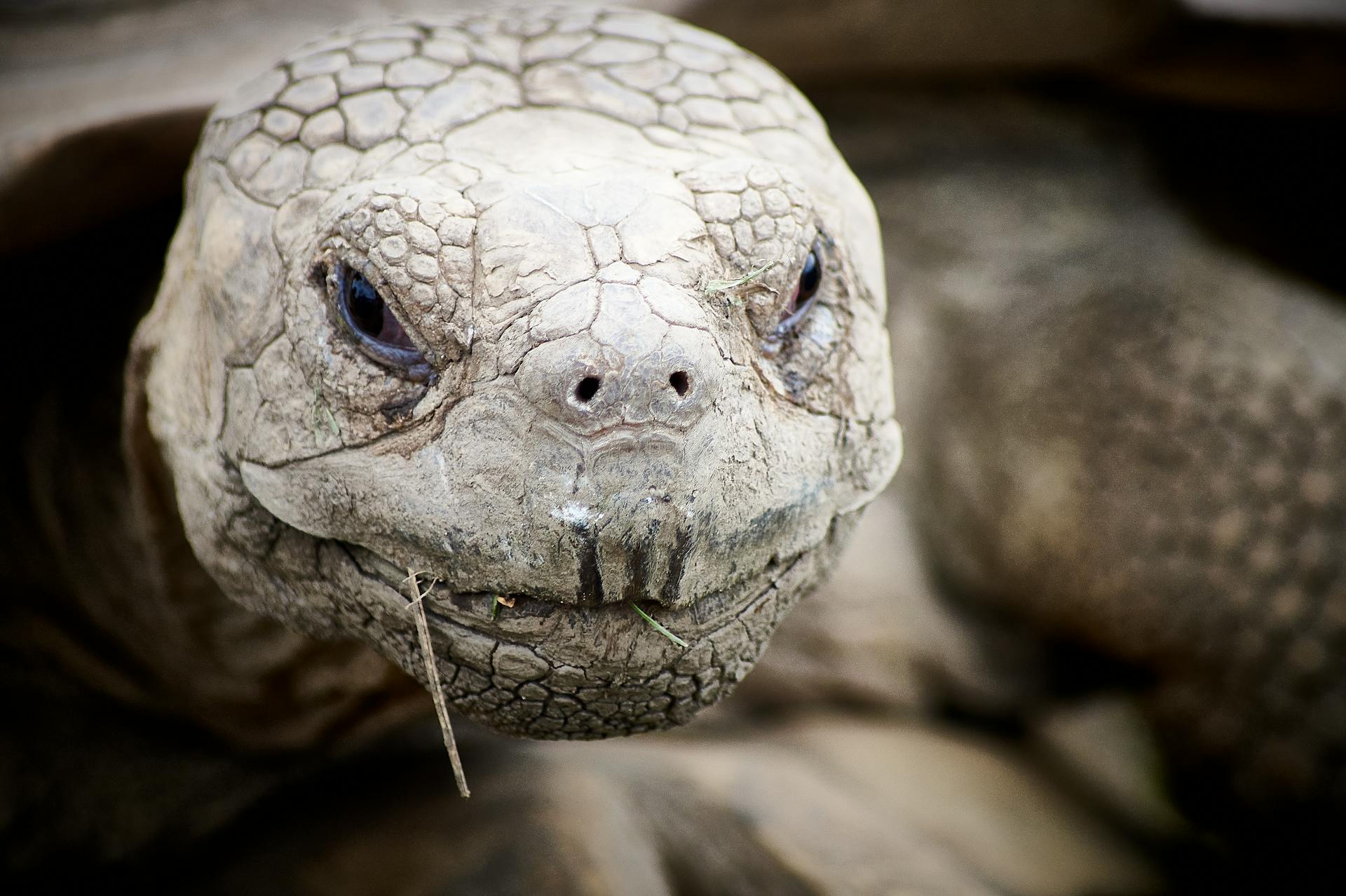 Close-Up Shot of a Turtle