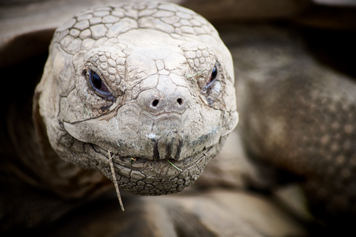 Free Detailed close-up image of an African spurred tortoise with textured skin, perfect for nature enthusiasts. Stock Photo