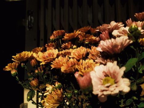 A captivating close-up of blooming chrysanthemums with warm hues, showcasing nature's vibrant beauty.