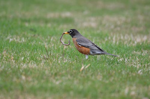 Blackbird Catching a Worm on a Grass