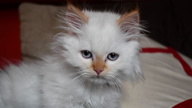 Adorable fluffy white kitten with blue eyes looking at the camera.