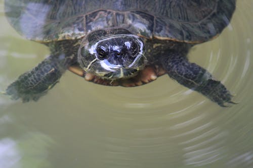 Fotobanka s bezplatnými fotkami na tému korytnačka, plávanie, plaz