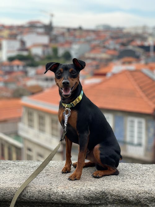 Kostenloses Stock Foto zu hund, hündisch, tierfotografie