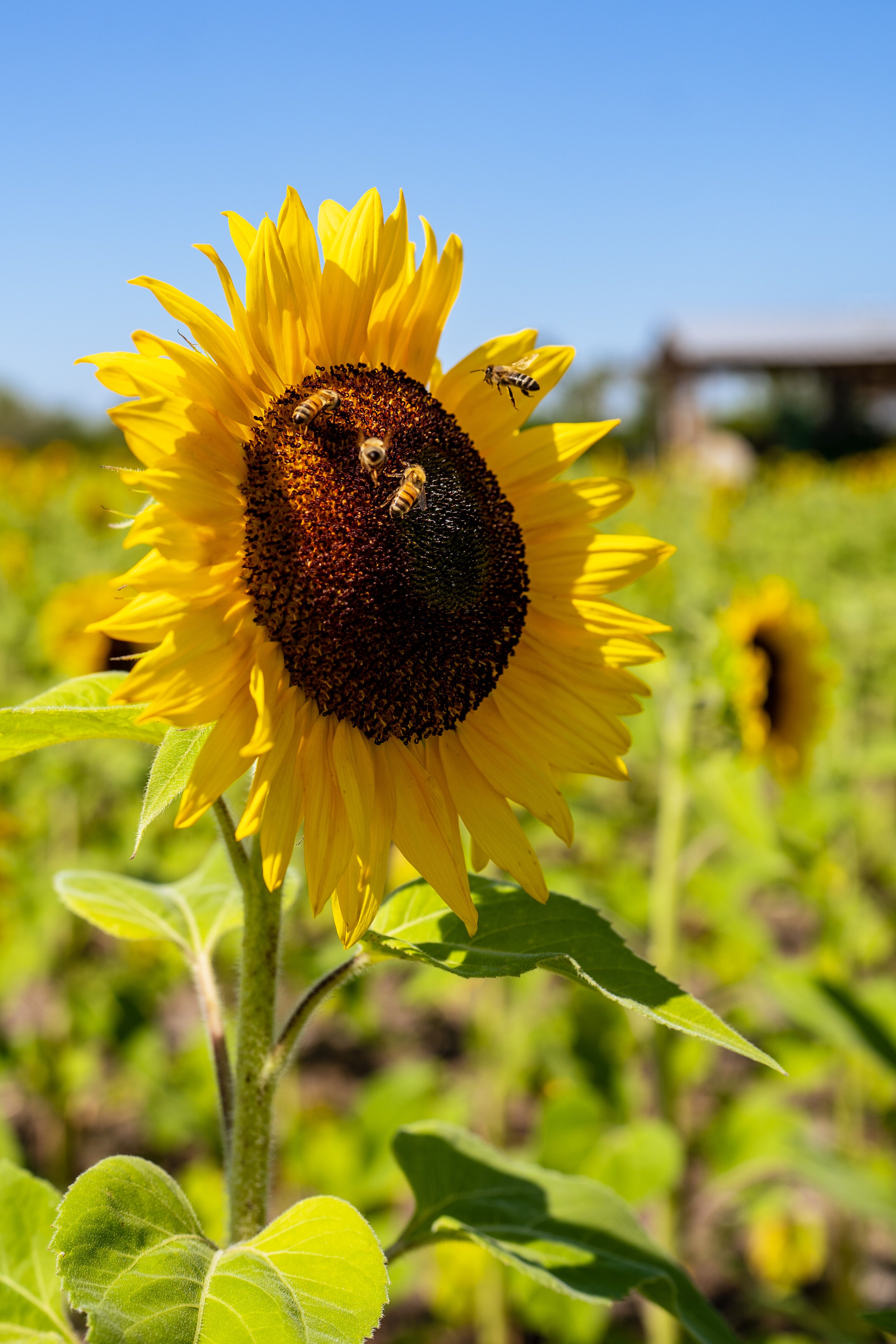 Sunflower in Close Up Photography · Free Stock Photo