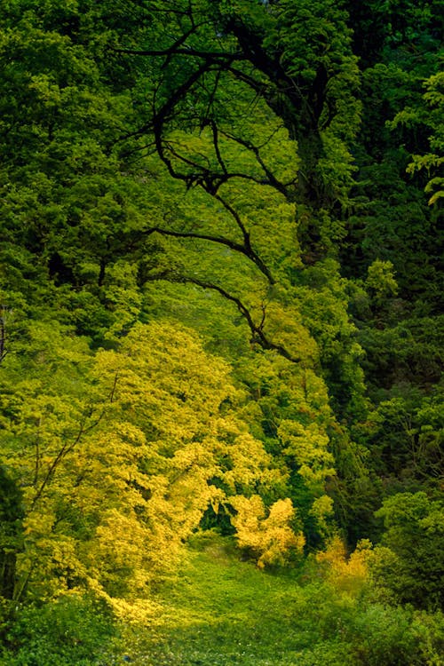 Бесплатное стоковое фото с вертикальный выстрел, деревья, зеленый