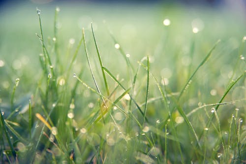 бесплатная Бесплатное стоковое фото с газон, дождь, капля Стоковое фото