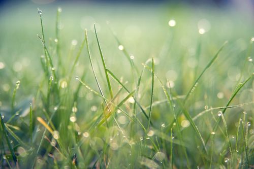 Free Close-up of vibrant green grass with morning dew droplets glistening in sunlight. Stock Photo