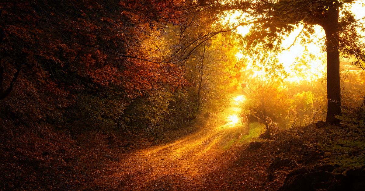 Pathway Between Trees in a Forest · Free Stock Photo