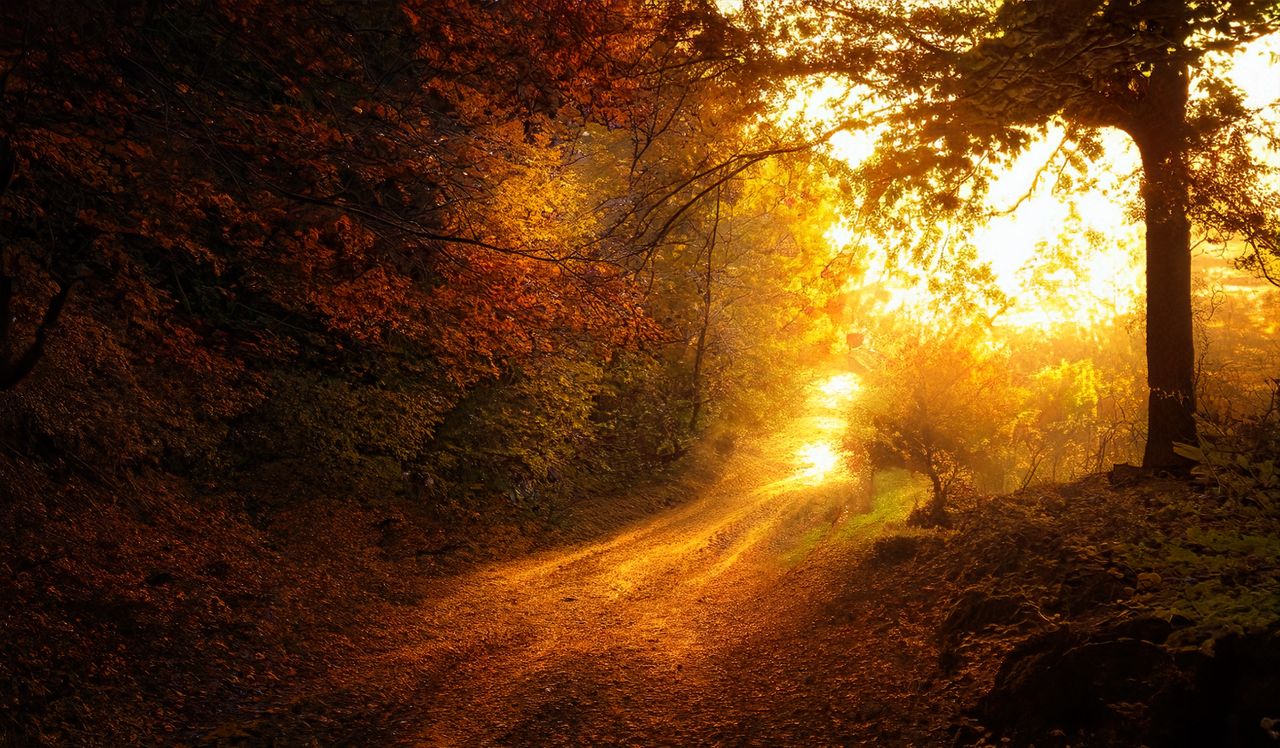 a serene forest path illuminated by golden sunlight ideal for nature b