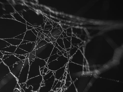 Free Δωρεάν στοκ φωτογραφιών με αράχνη, ιστός αράχνης Stock Photo