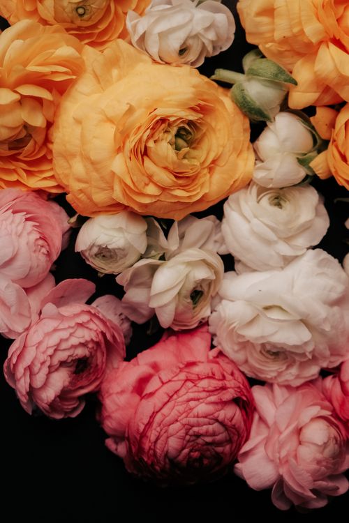 Free Colorful Persian buttercup flowers in pink, white, and yellow hues arranged beautifully. Stock Photo