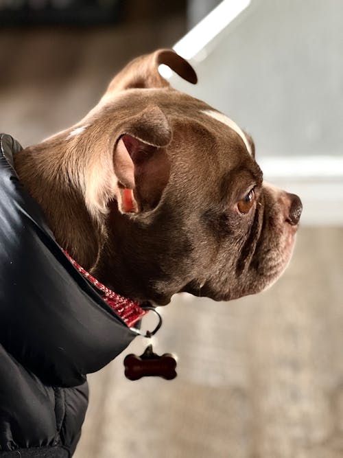 Gratis lagerfoto af boston terrier, dyrefotografering, hund