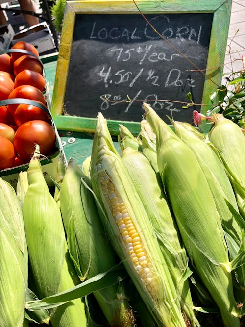 Foto stok gratis jagung, makanan, mentah