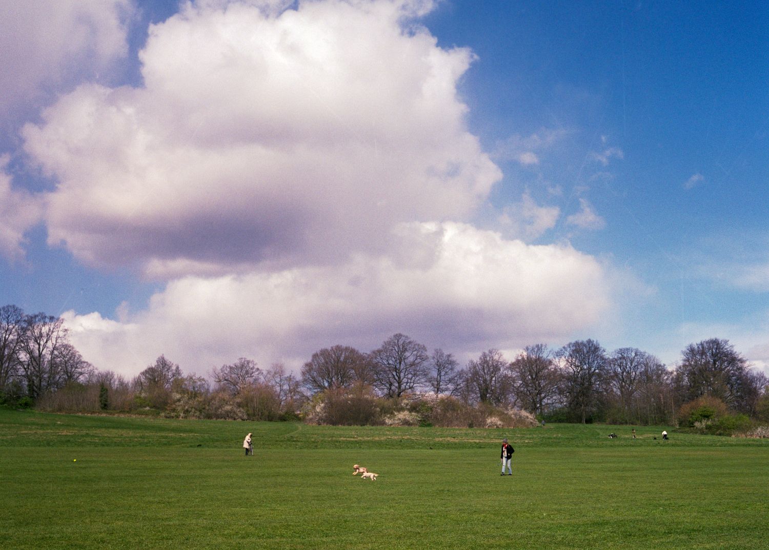 People and dogs enjoying an open park