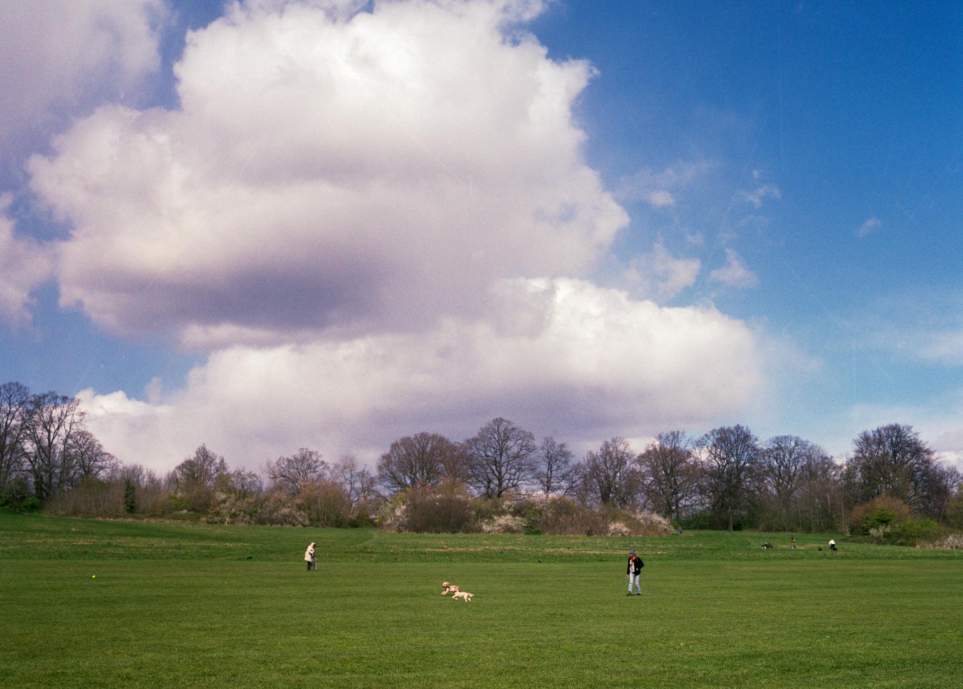 People Walking Dogs in Playground Area in Park