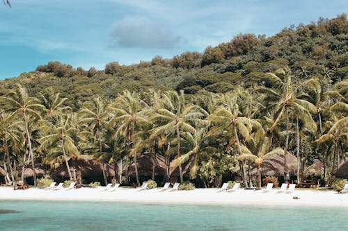 Palm Trees Near Beach Shore Under Sunny Sky