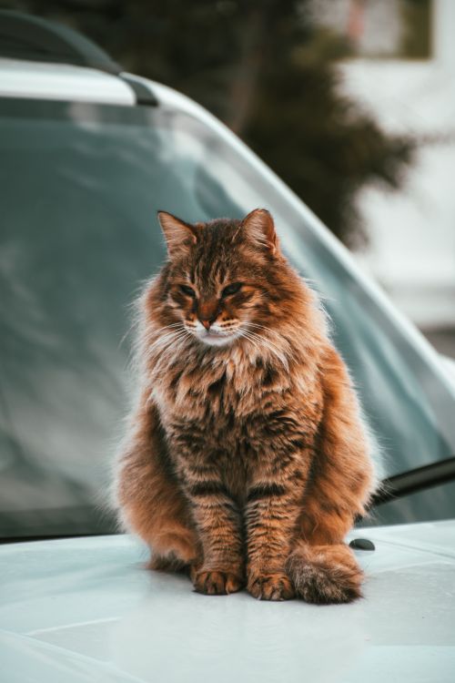 Free Adorable Siberian cat with fluffy fur sitting on a car outdoors in Cyprus. Stock Photo