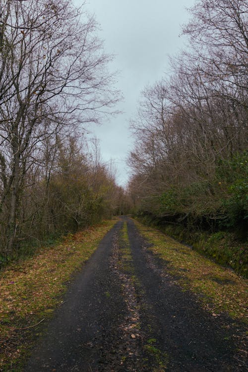 Dirt Road Between Bare Trees Under White Sky