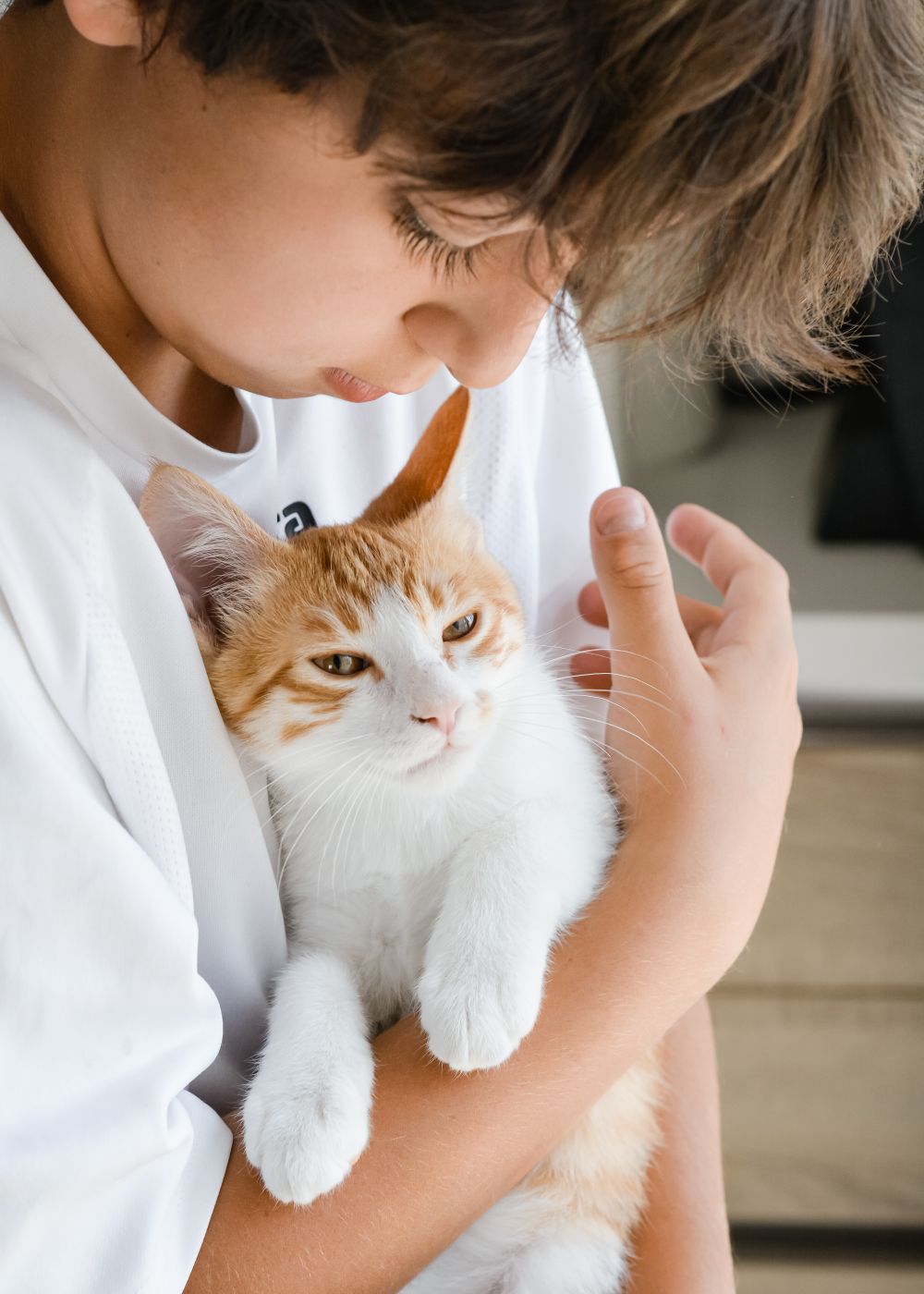 Child gently holding a calm white and ginger cat indoors