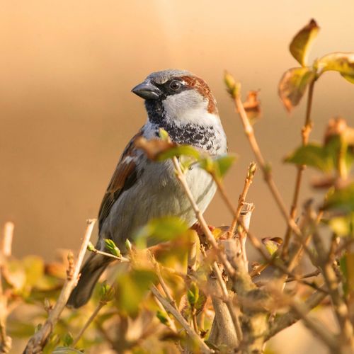 Free Close-up of a house sparrow perched amidst branches, bathed in warm sunlight. Stock Photo