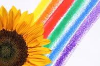 向日葵色彩鲜艳，如同明亮的彩虹，象征着欢乐与多样性