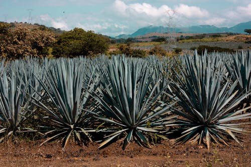 Fotos de stock gratuitas de afilado, agave, botánico