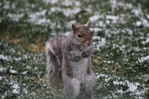 Eastern gray squirrel perched on snowy grass, showcasing nature's winter charm.