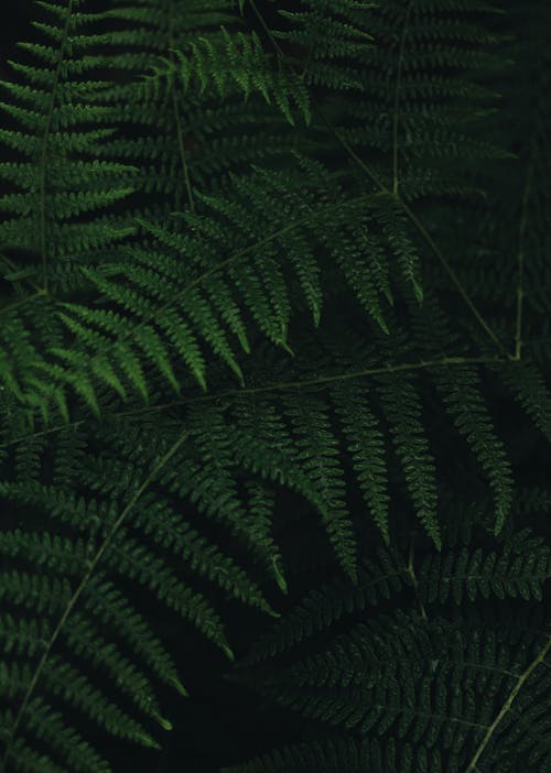 Close Up Photo of Fern Leaves