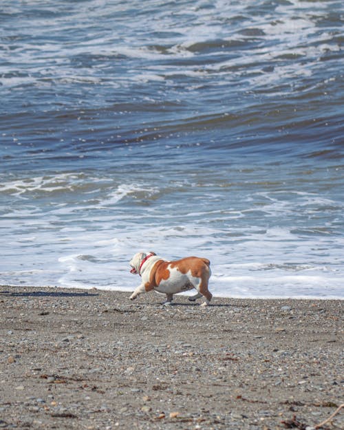 Photo of Dog at the Beach