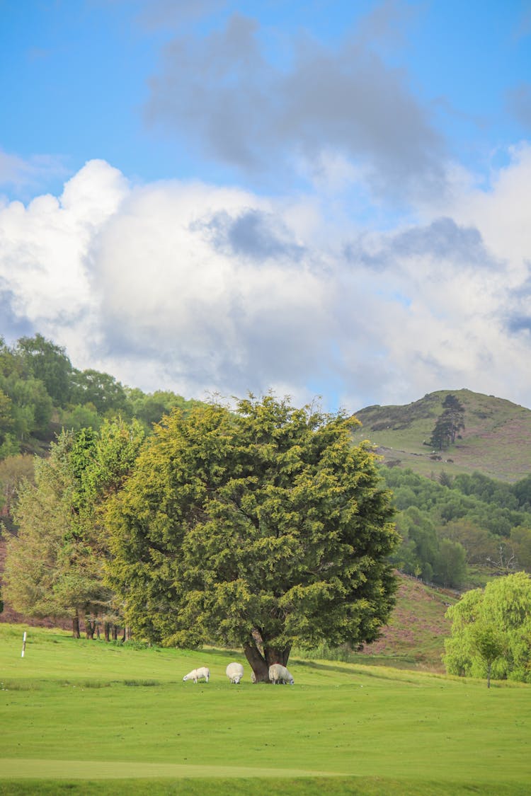 Clouds Over Hill And Trees