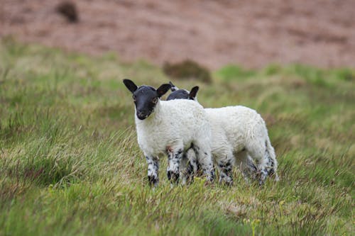 Photos gratuites de agneau, agriculture, animaux