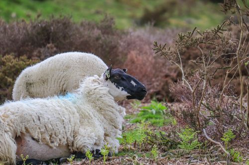 Free Two sheep relaxing amid vibrant greenery in the scenic landscapes of Wales. Stock Photo