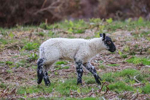 Lamb Walking on Grass