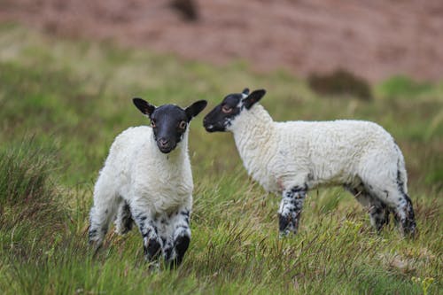 White and Black Sheep on Green Grass Field