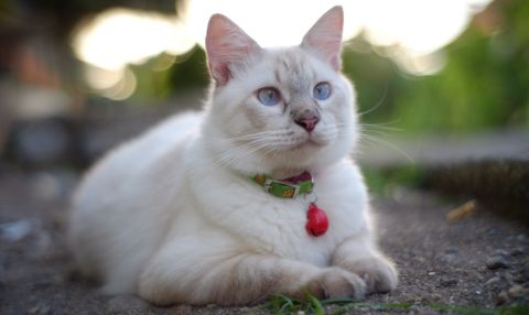 Kedi Aknesi Nedir? Çenedeki Siyah Noktalar Nasıl Geçer?