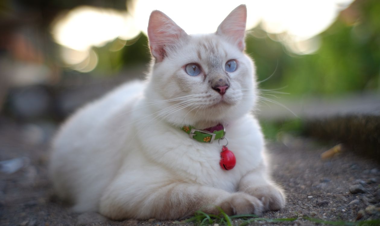 Kedi Aknesi Nedir? Çenedeki Siyah Noktalar Nasıl Geçer?