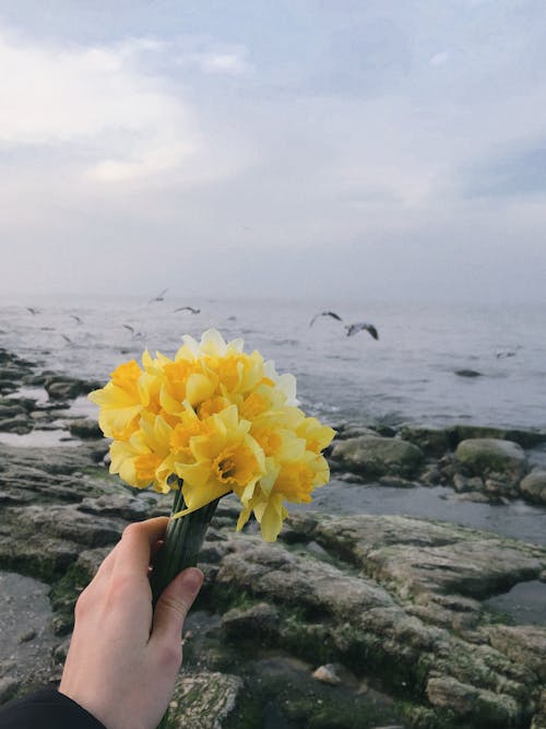 Fotobanka s bezplatnými fotkami na tému držanie, flóra, ruka