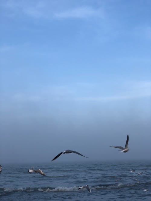 Free Birds Flying Over Body of Water Stock Photo