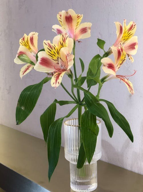 Photos gratuites de alstroemeria psittacina, fermer, fleur