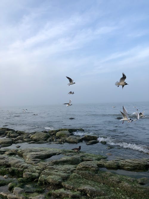 birds_flying, 垂直拍摄, 岩石海岸 的 免费素材图片
