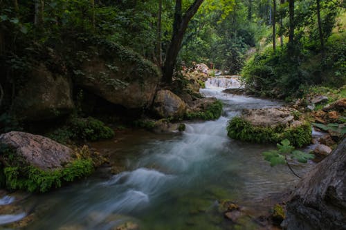 Rivier Tussen Bos