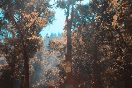 Beautiful forest landscape in Mut, Turkey showcasing sunrays through autumn foliage.