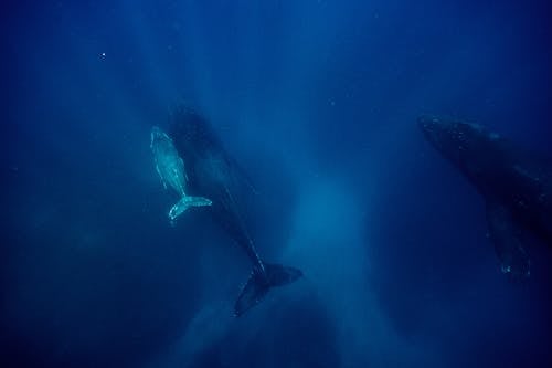 Humpback Whales Swimming Deep Underwater